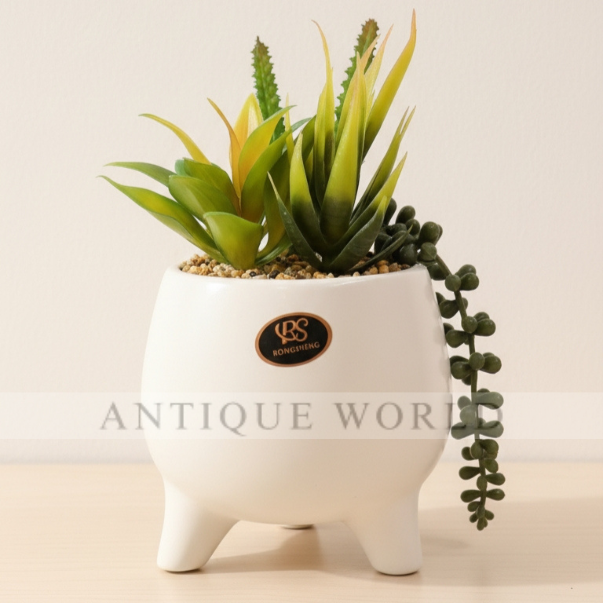 Desk Haven Succulent Plant