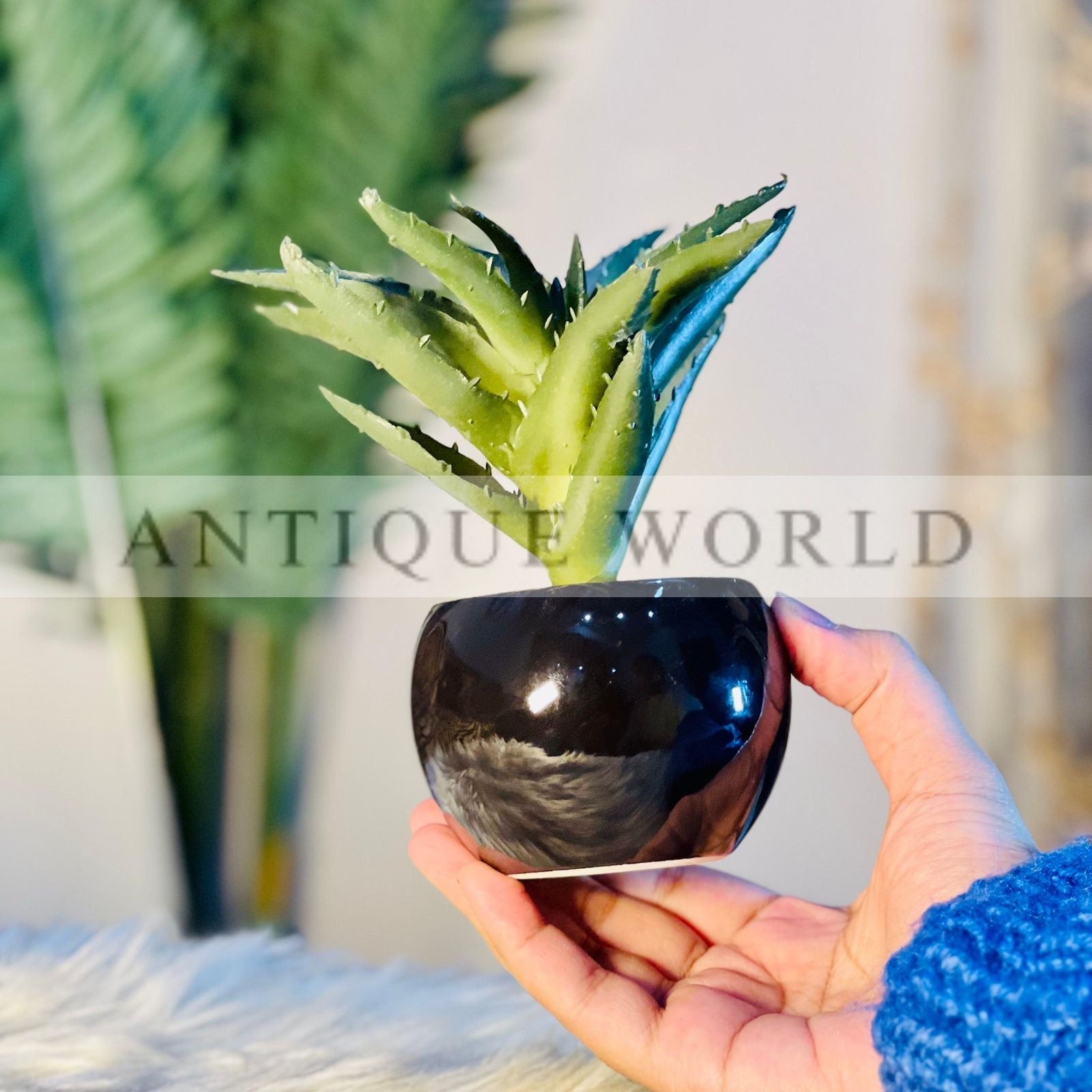 Aloe Plant Pot