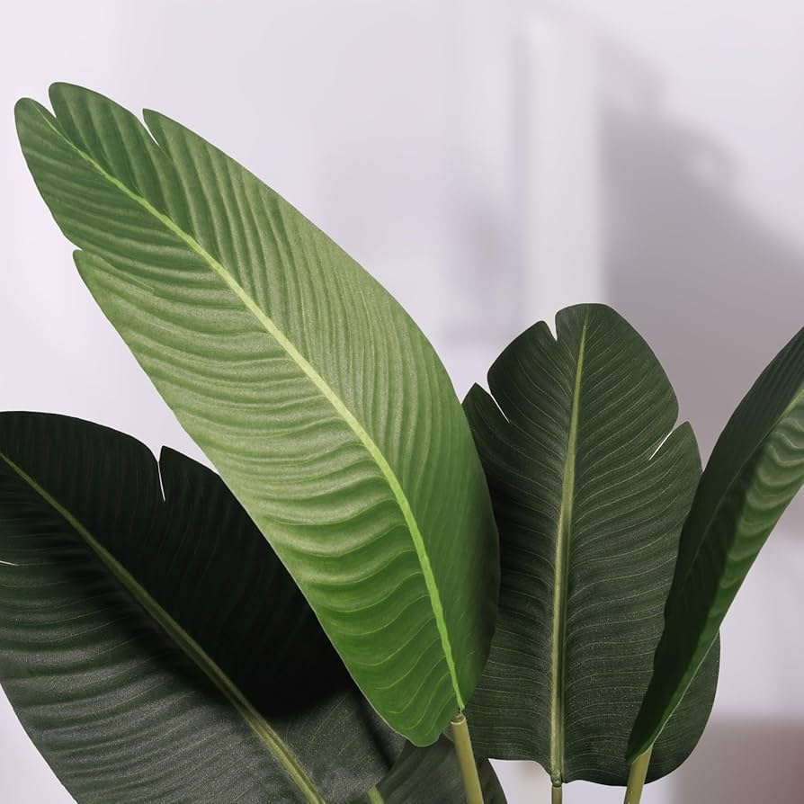 Banana Leaf Plant