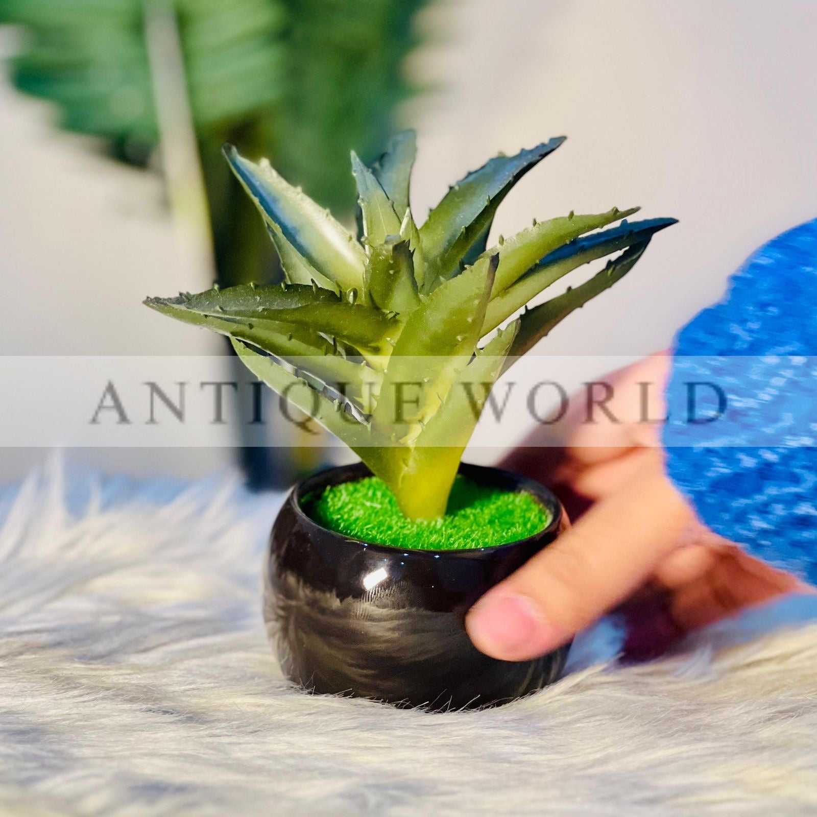 Aloe Plant Pot