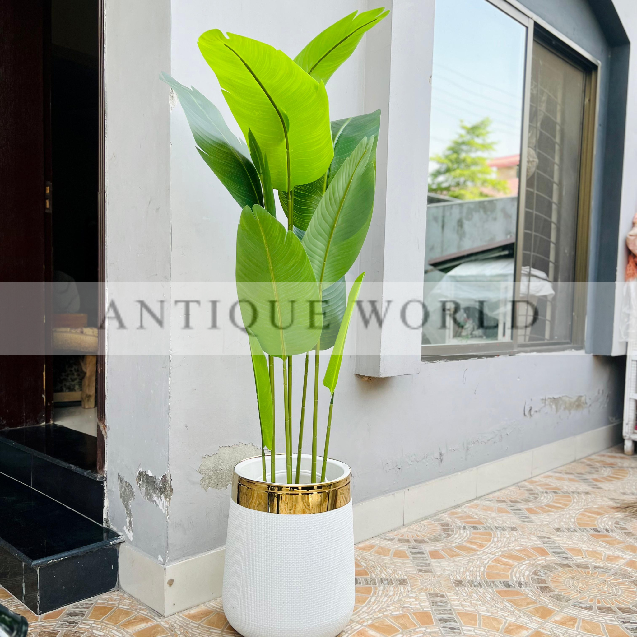 Banana Leaf Plant
