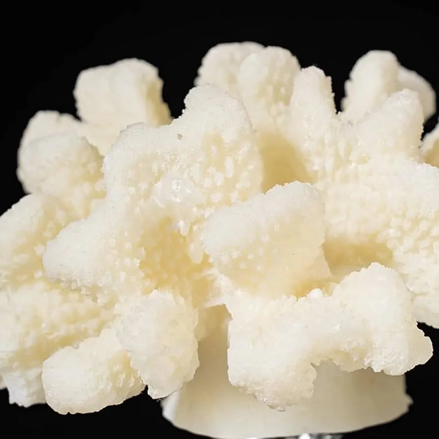 Coral Sculpture Mounted On Glass Base Paper