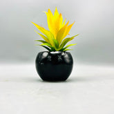 Pot & Yellow Plant