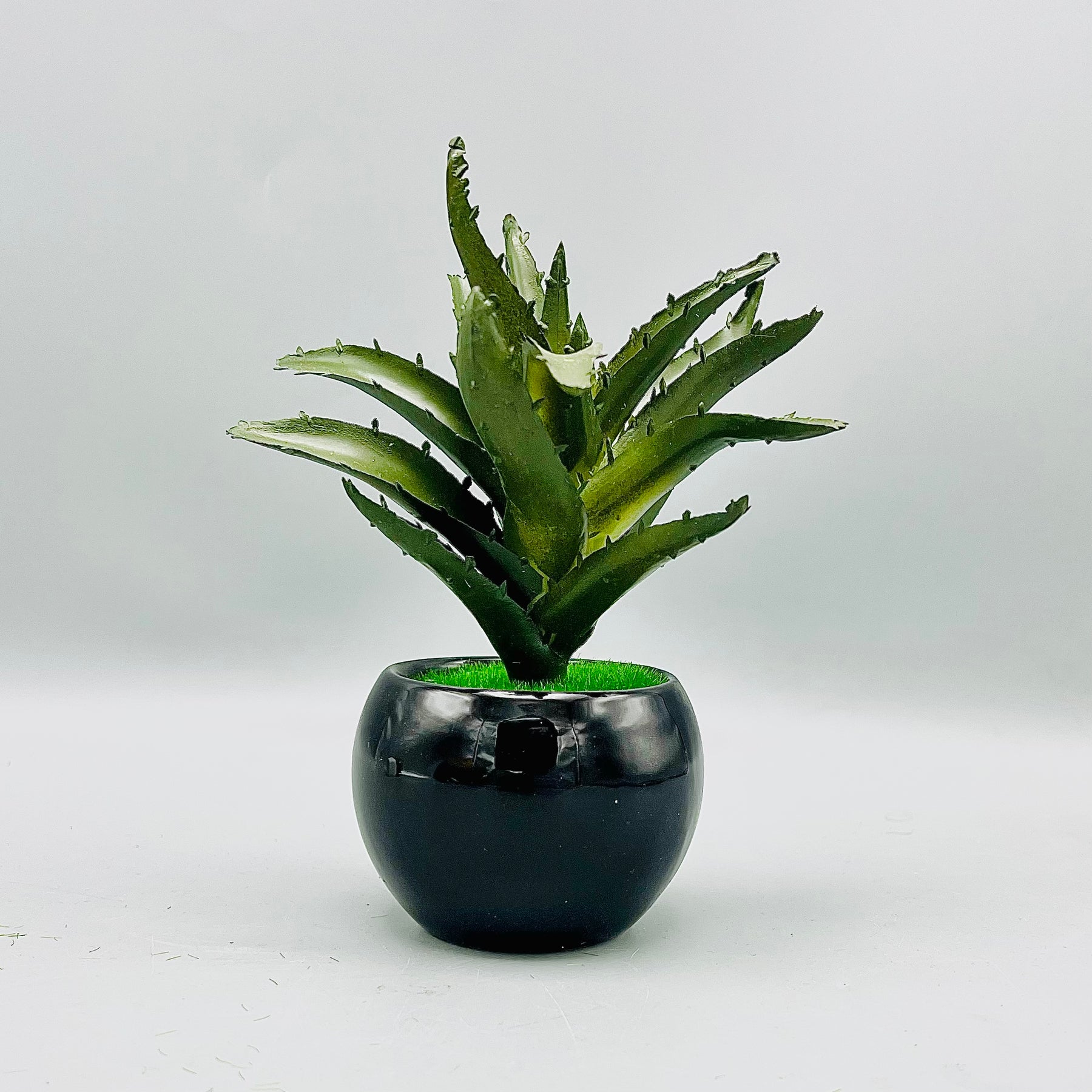 Aloe Plant Pot