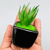 Minni Aloe Plant Pot