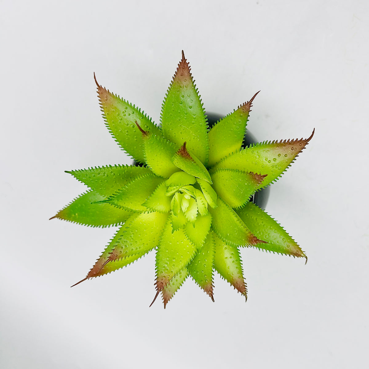 Starry Leaf Plant Pot