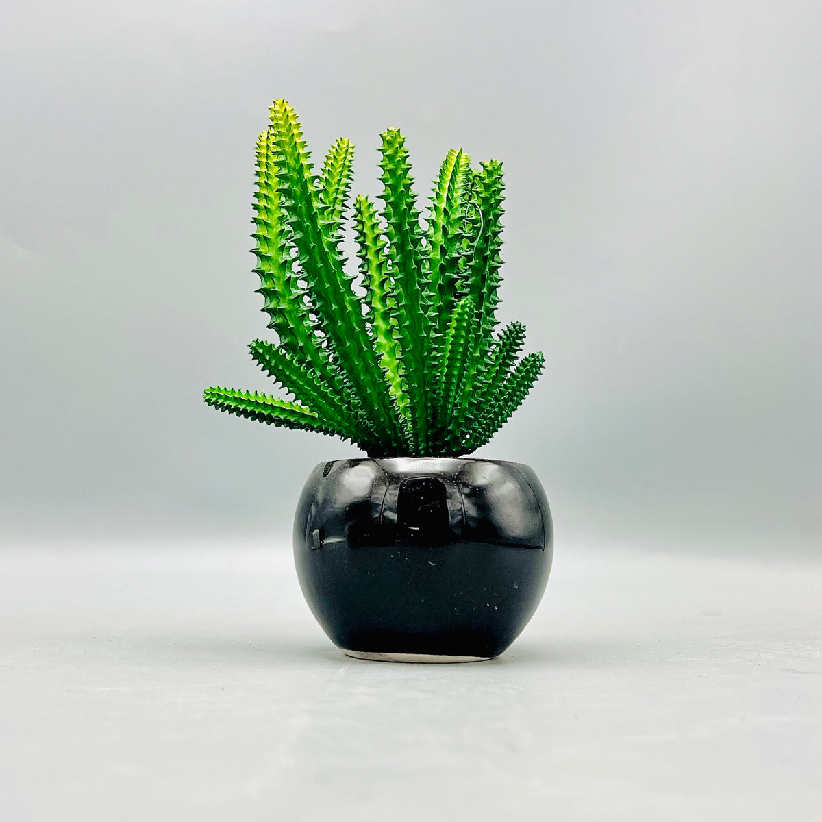 Cactus Pot